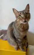 Nala