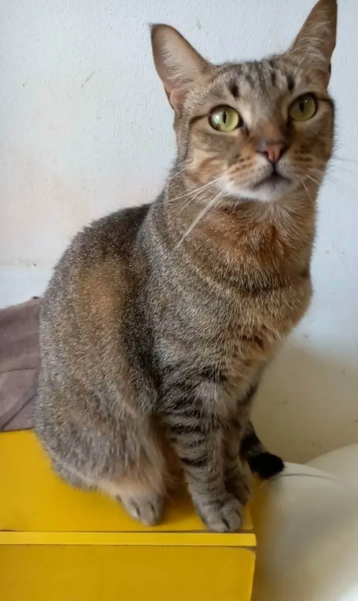 Gato ra a Srd idade 2 anos nome Nala