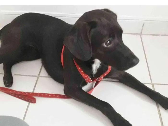 Cachorro raça SRD idade 1 ano nome PIETRA