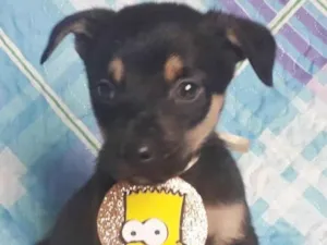 Cachorro raça SRD idade 2 a 6 meses nome BART
