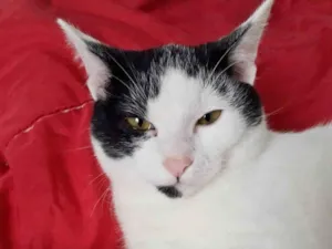 Gato raça SRD idade 7 a 11 meses nome FELÍCIA
