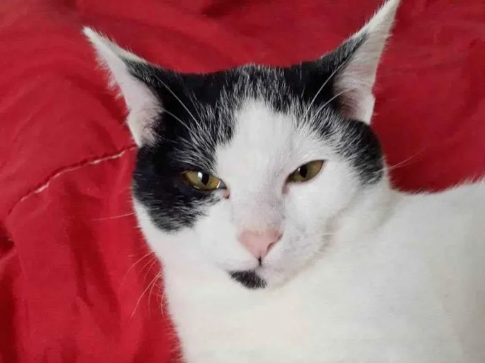 Gato raça SRD idade 7 a 11 meses nome FELÍCIA