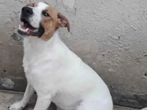 Cachorro raça SRD idade 1 ano nome DOM