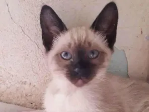 Gato raça SRD idade 2 a 6 meses nome CELINE