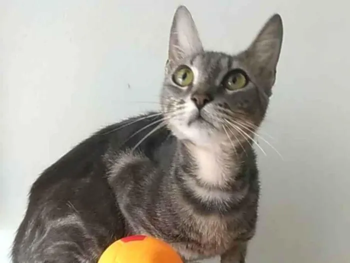 Gato raça Srd idade 1 ano nome Adely 