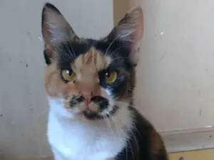 Gato raça Srd idade 1 ano nome Linda