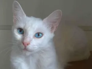 Gato raça Srd idade 1 ano nome MAITÊ 