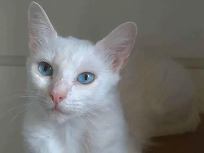 Gato ra a Srd idade 1 ano nome MAITÊ 