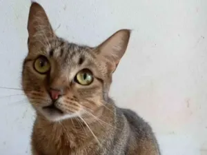 Gato raça Srd idade 2 anos nome Nala
