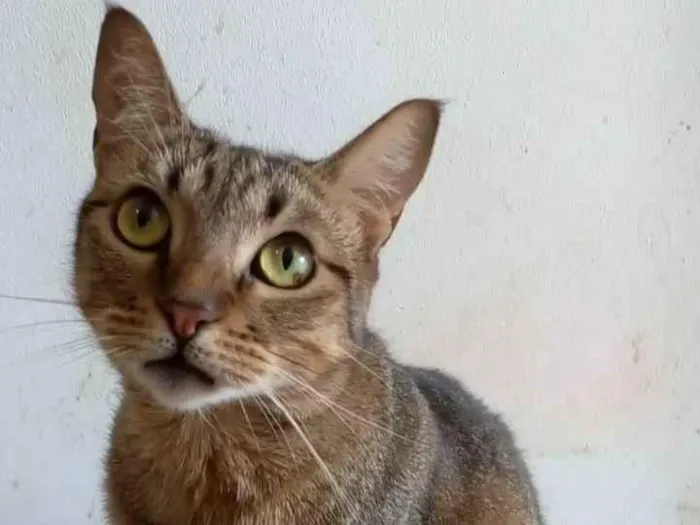Gato ra a Srd idade 2 anos nome Nala