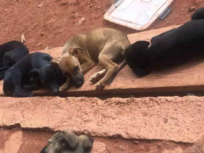 Cachorro ra a Indefinida idade 2 a 6 meses nome Filhotes da Estela