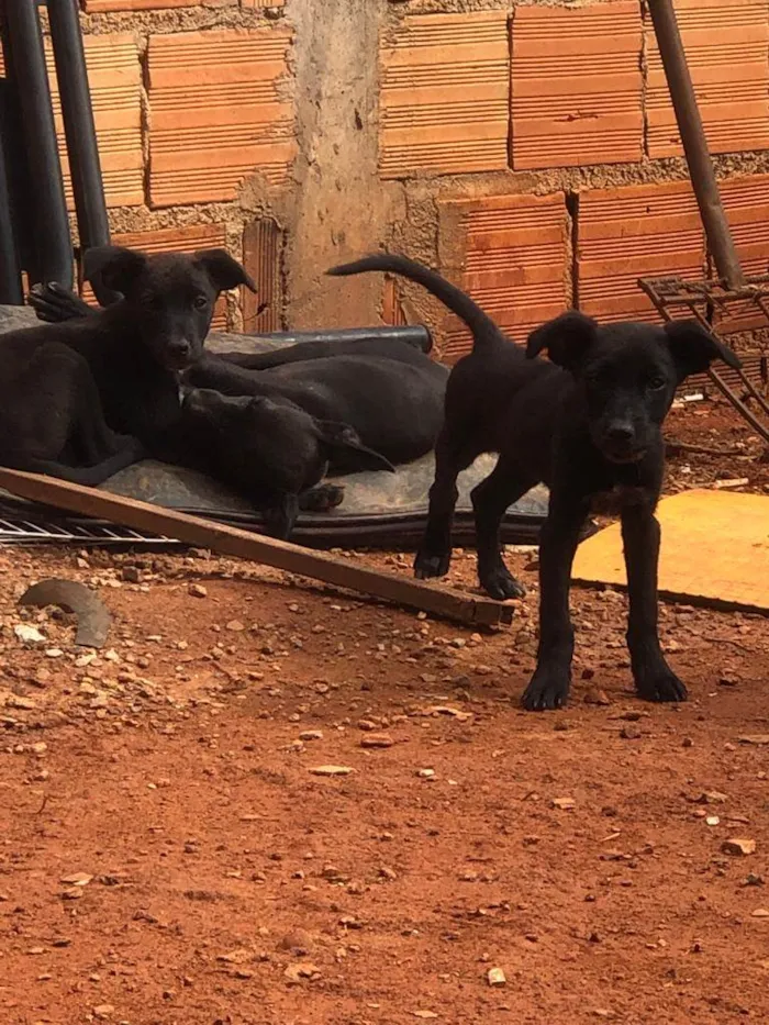 Cachorro ra a Indefinida idade 2 a 6 meses nome Filhotes da Estela