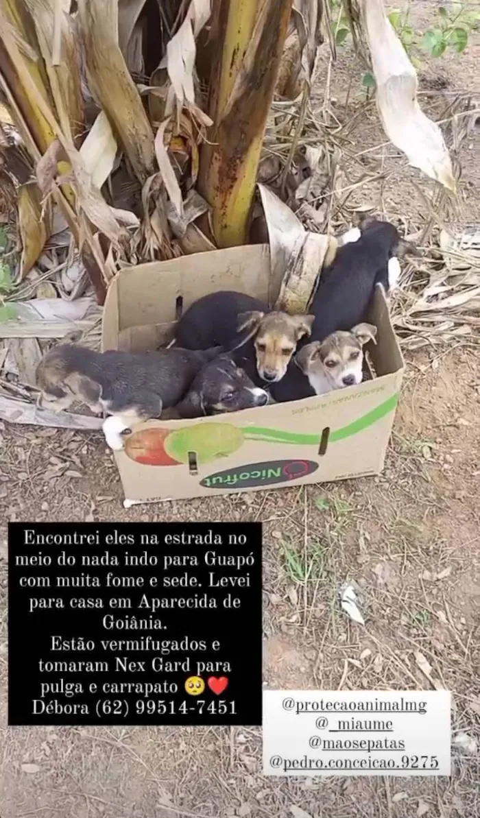 Cachorro ra a Vira lata idade 2 a 6 meses nome Sem nome