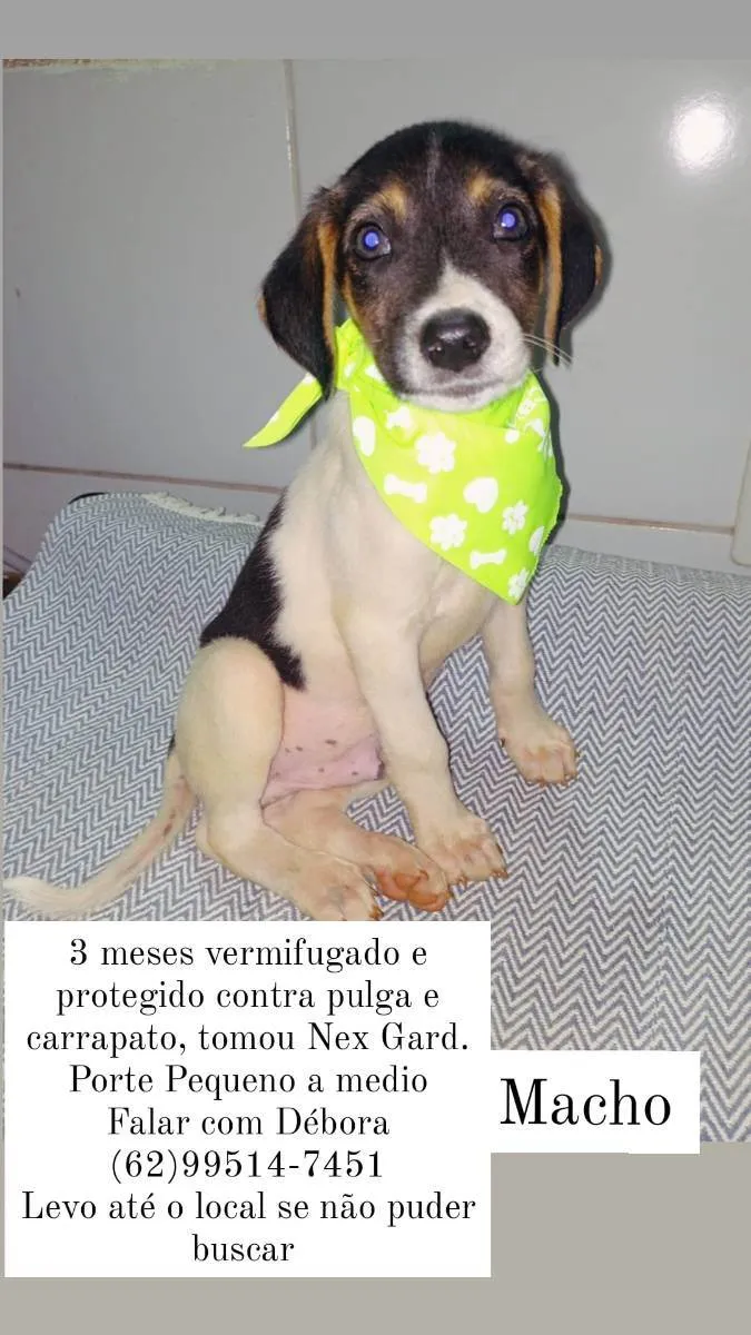 Cachorro ra a Vira lata idade 2 a 6 meses nome Sem nome