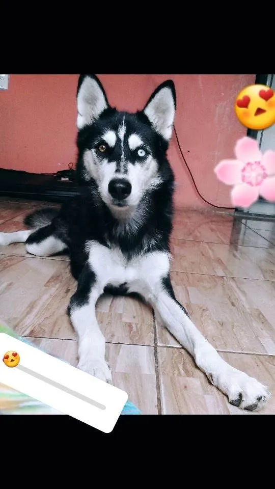 Cachorro ra a Husky Siberiano idade 4 anos nome Leona