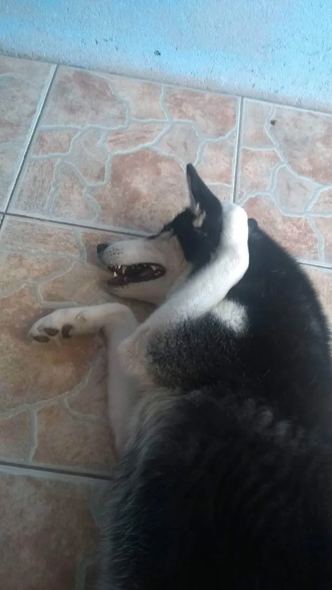 Cachorro ra a Husky Siberiano idade 4 anos nome Leona