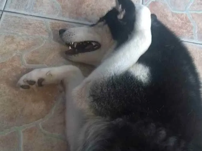 Cachorro ra a Husky Siberiano idade 4 anos nome Leona