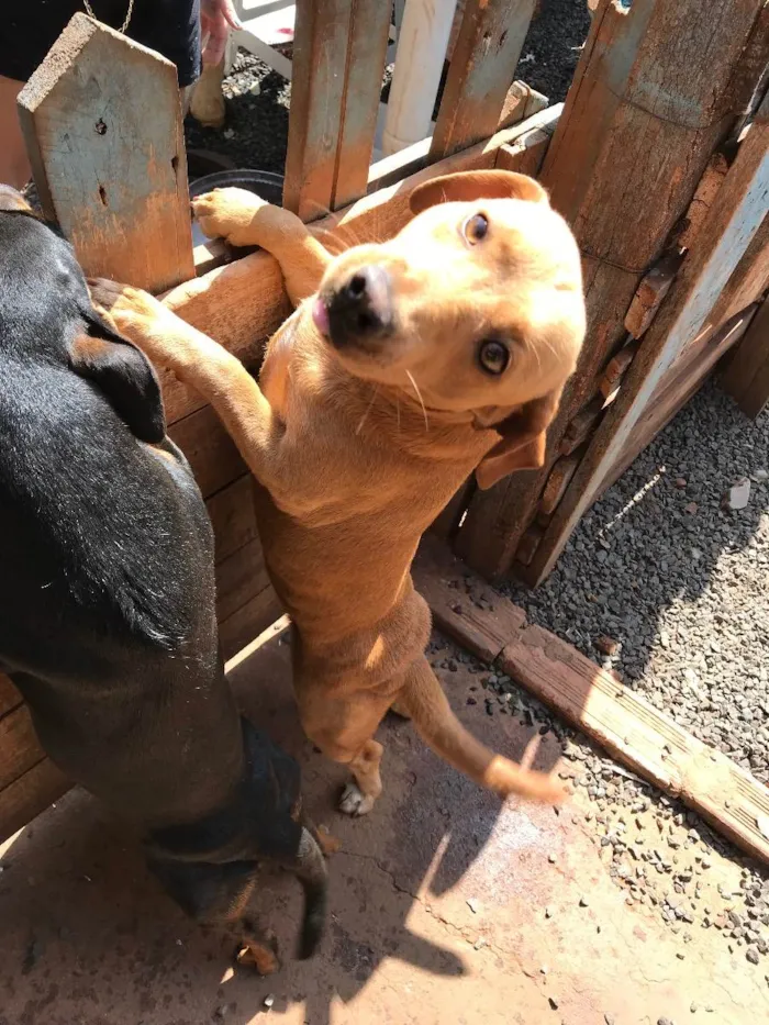 Cachorro ra a vira lata com pinscher  idade 1 ano nome thor 