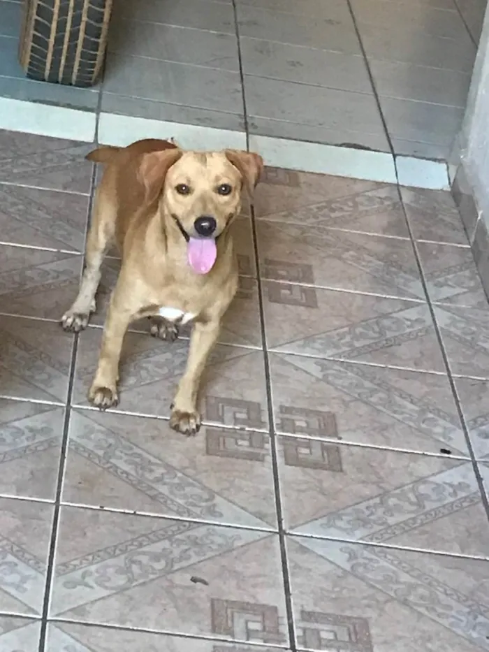 Cachorro ra a vira lata com pinscher  idade 1 ano nome thor 