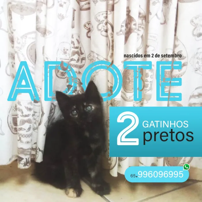 Gato raça Mestiçso idade 2 a 6 meses nome SeuGato