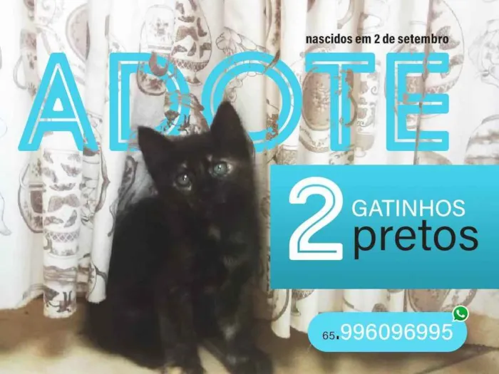 Gato raça Mestiçso idade 2 a 6 meses nome SeuGato