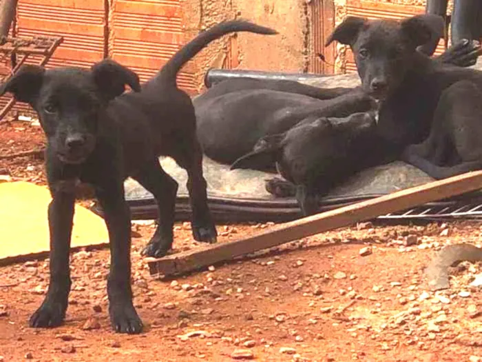 Cachorro ra a Indefinida idade 2 a 6 meses nome Filhotes da Estela