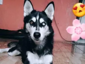 Cachorro raça Husky Siberiano idade 4 anos nome Leona