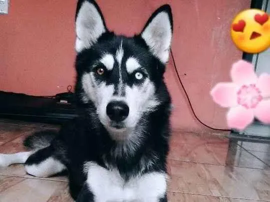 Cachorro ra a Husky Siberiano idade 4 anos nome Leona