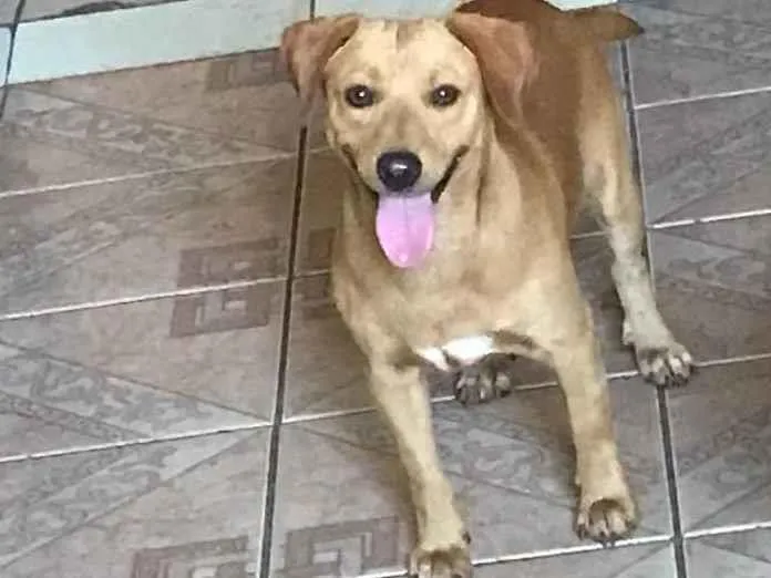 Cachorro ra a vira lata com pinscher  idade 1 ano nome thor 