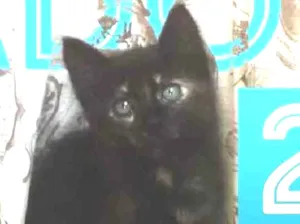 Gato raça Mestiçso idade 2 a 6 meses nome SeuGato