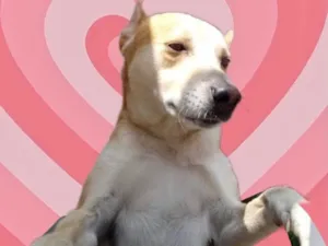 Cachorro raça Srd idade 1 ano nome Trovão bonzinho 