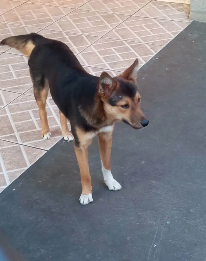Cachorro ra a pastor belga com border collie idade 1 ano nome Akira
