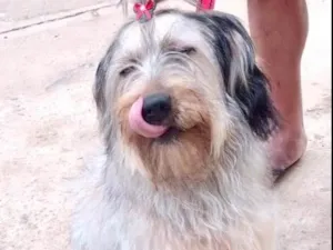Cachorro raça Srd idade 7 a 11 meses nome Luna bb8 meses linda