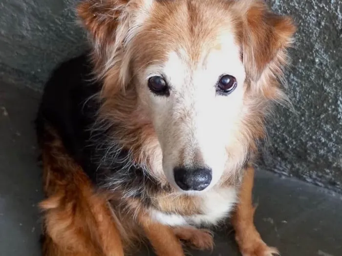 Cachorro raça Srd idade 4 anos nome Meg linda e carinhos