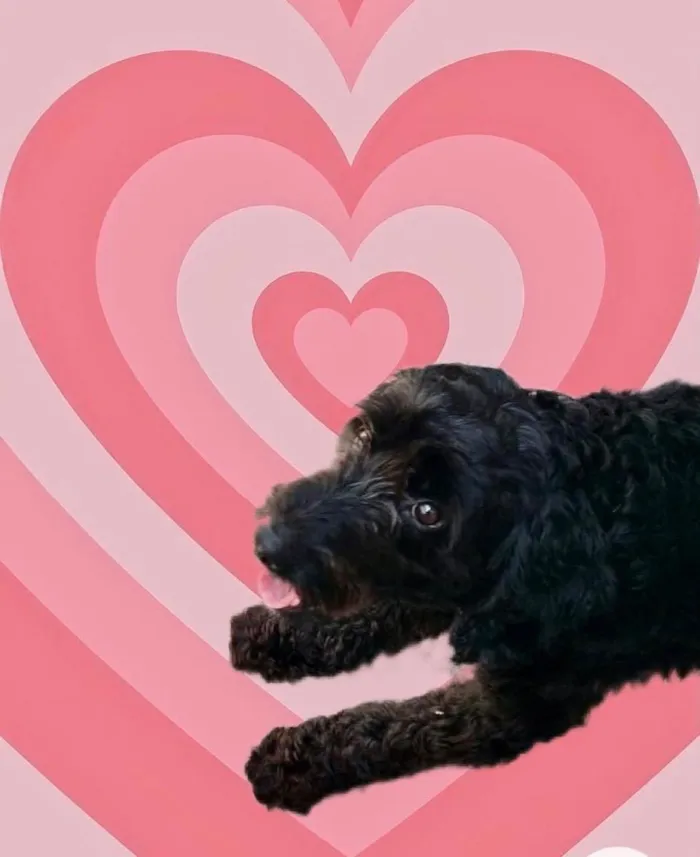 Cachorro raça Poodle  idade 1 ano nome Bob Poodle lindo 