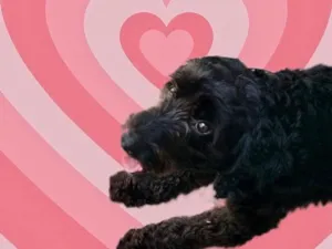 Cachorro raça Poodle  idade 1 ano nome Bob Poodle lindo 