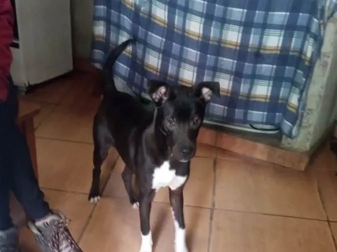 Cachorro raça Srd idade 7 a 11 meses nome Léo bb9meses 