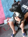 Cachorro raça Srd idade 7 a 11 meses nome Alina bb10meses 
