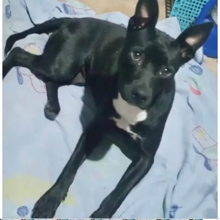 Cachorro raça Srd idade 7 a 11 meses nome Alina bb10meses 