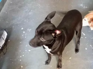 Cachorro raça Srd idade 7 a 11 meses nome Alina bb10meses 