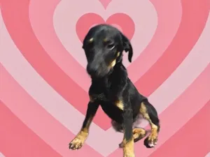 Cachorro raça Srd idade 2 a 6 meses nome Tippy bb3meses 