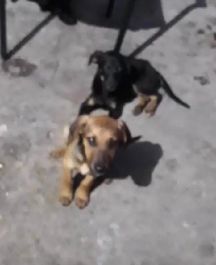 Cachorro raça Srd  idade 2 a 6 meses nome Poppy bb3meses 