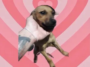 Cachorro raça Srd  idade 2 a 6 meses nome Poppy bb3meses 