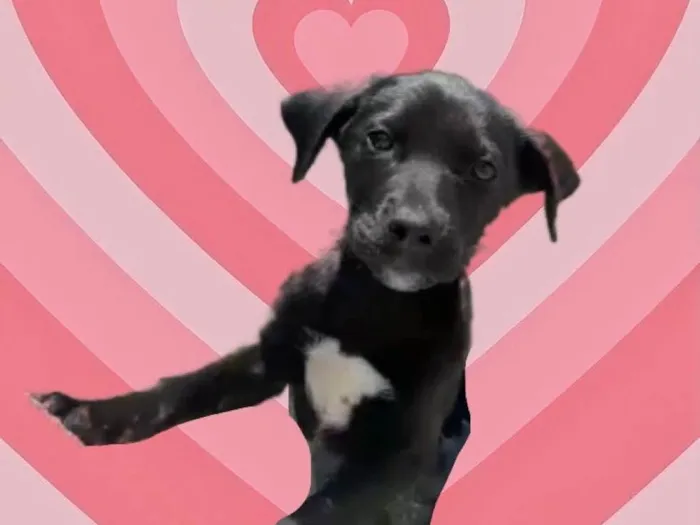 Cachorro raça Srd idade 2 a 6 meses nome Indo bb3meses 