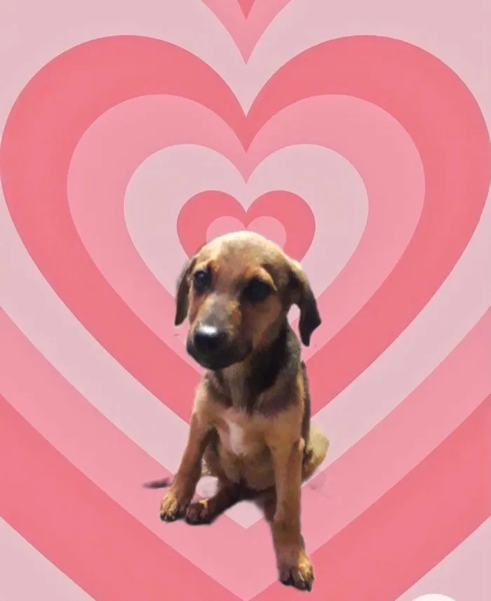 Cachorro raça Srd idade 2 a 6 meses nome Oliver bb3meses 