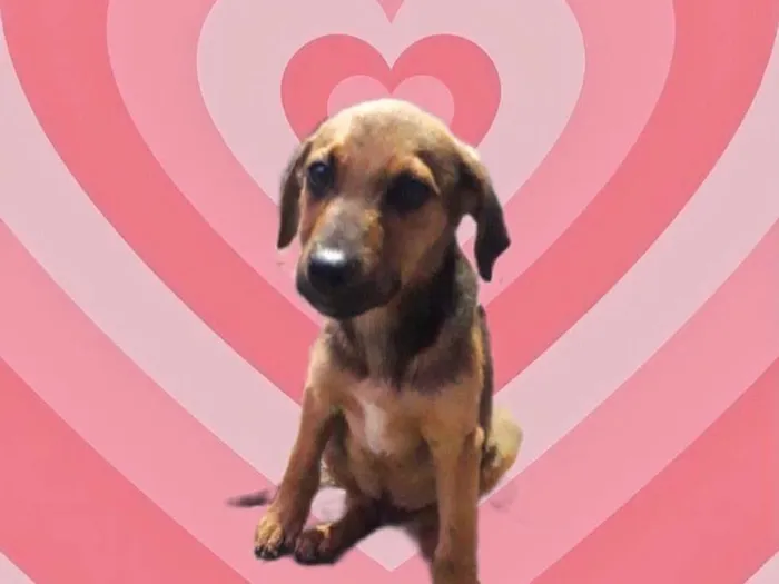 Cachorro raça Srd idade 2 a 6 meses nome Oliver bb3meses 