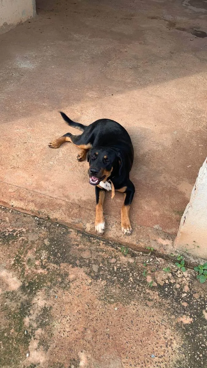 Cachorro ra a Rottweiler com vira-lata idade 7 a 11 meses nome Nina