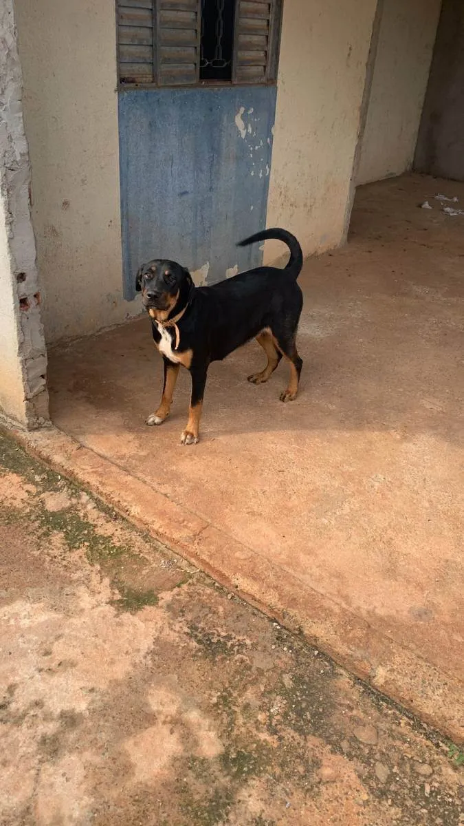 Cachorro ra a Rottweiler com vira-lata idade 7 a 11 meses nome Nina