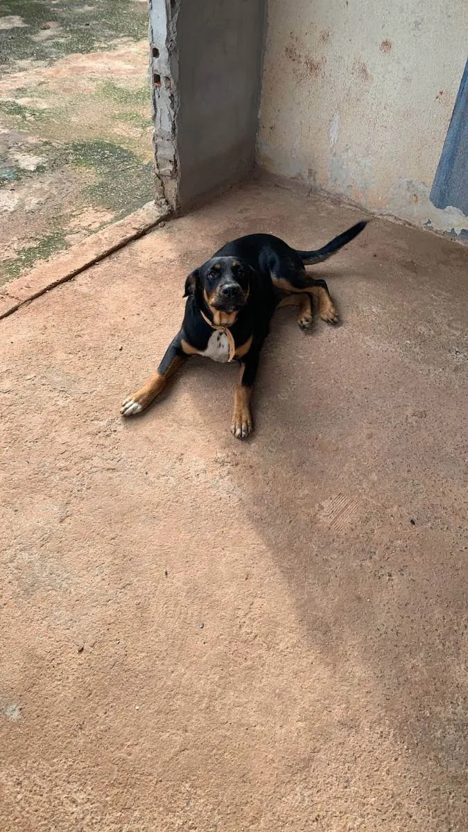 Cachorro ra a Rottweiler com vira-lata idade 7 a 11 meses nome Nina