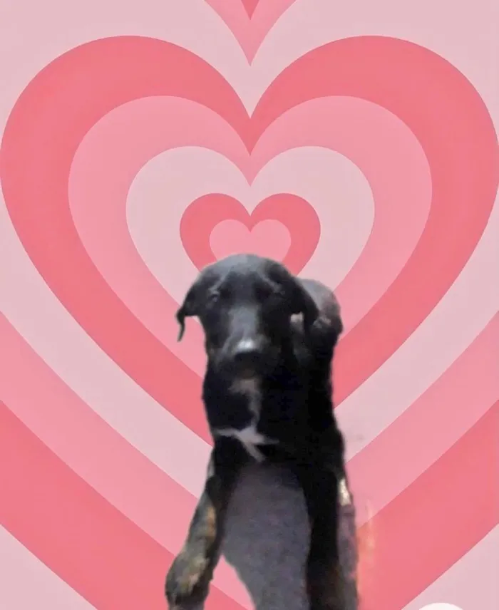 Cachorro raça Srd  idade 2 a 6 meses nome Annie bb3meses 